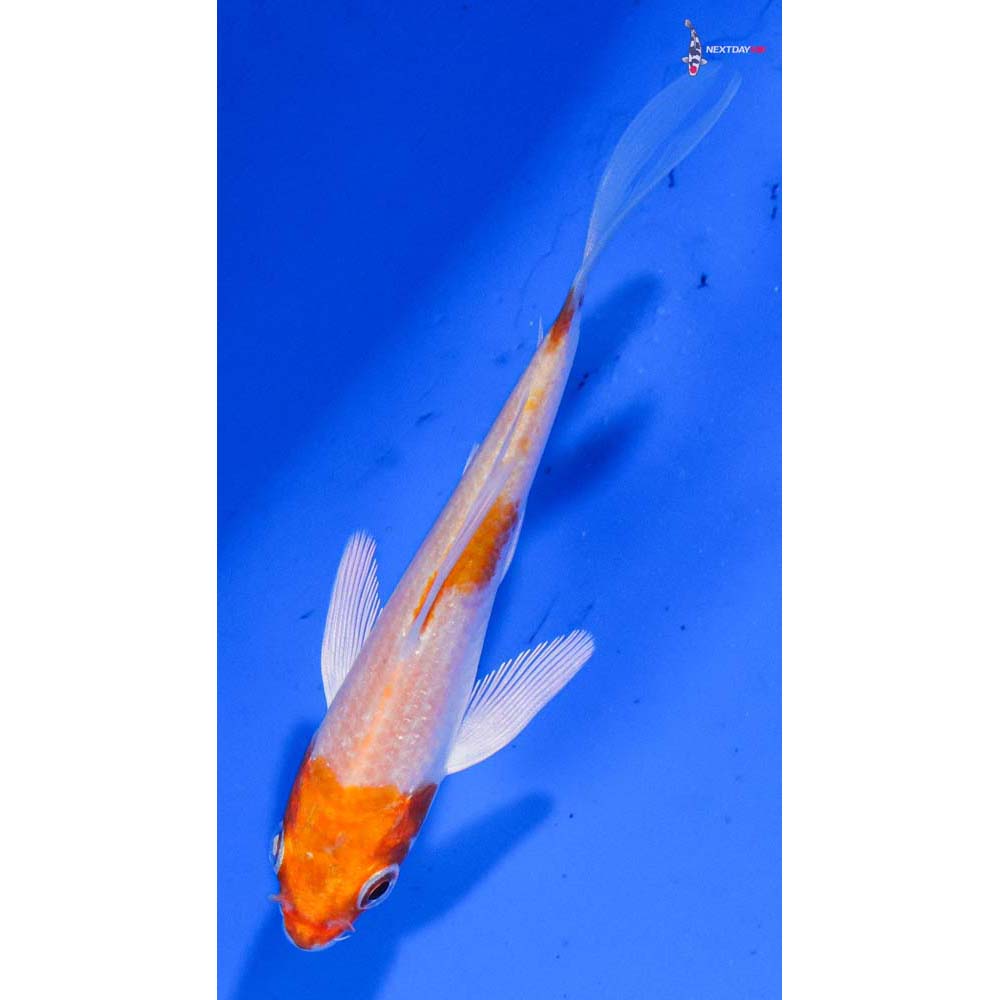 3.5” Imported Hariwake Butterfly Koi