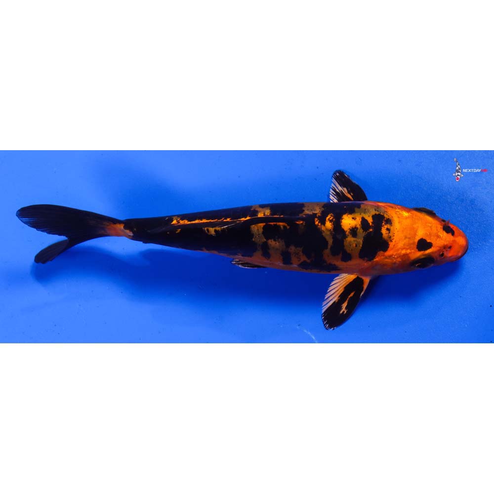 5.5” Imported Doitsu Kin Aka Bekko