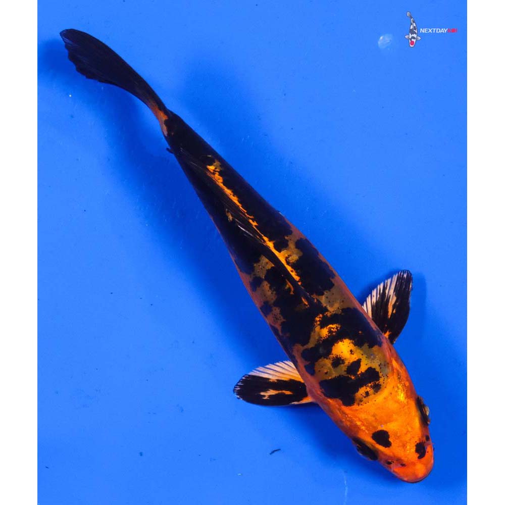 5.5” Imported Doitsu Kin Aka Bekko