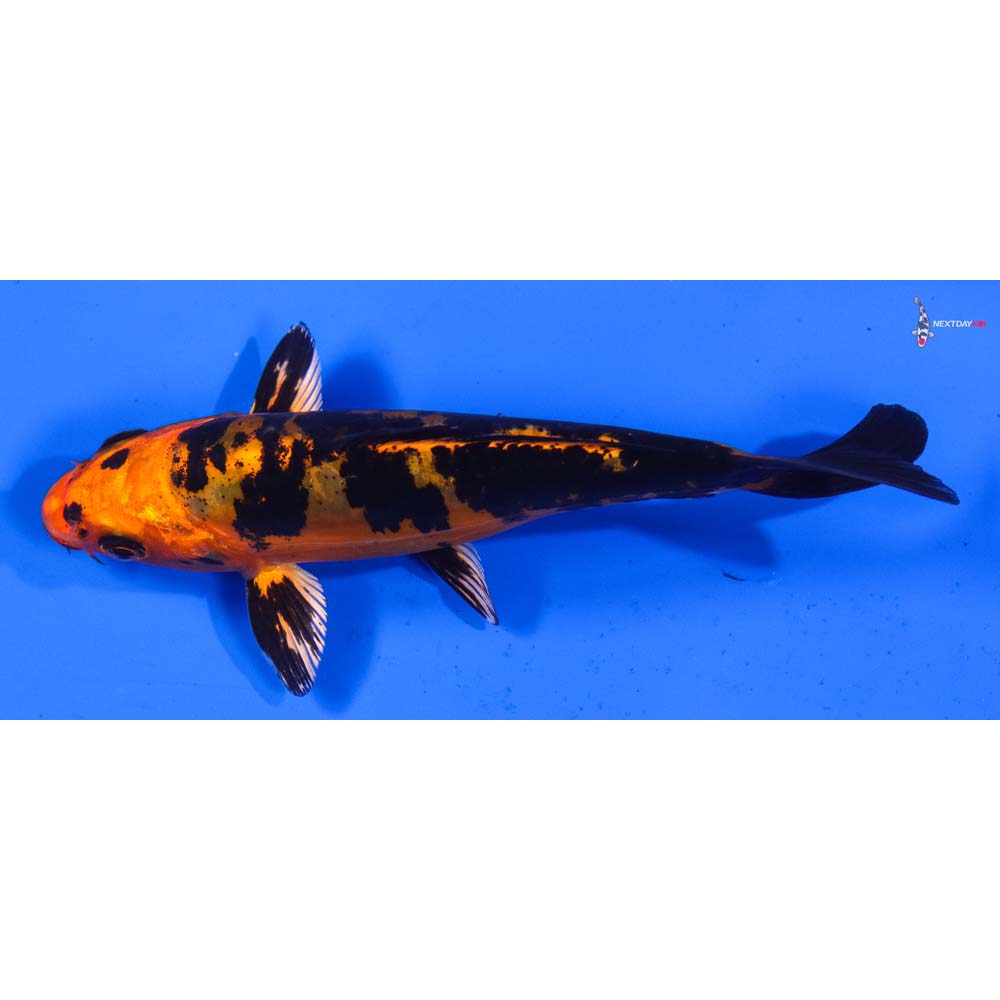 5.5” Imported Doitsu Kin Aka Bekko