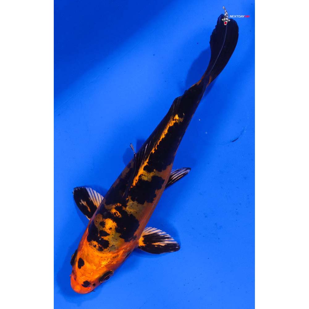 5.5” Imported Doitsu Kin Aka Bekko