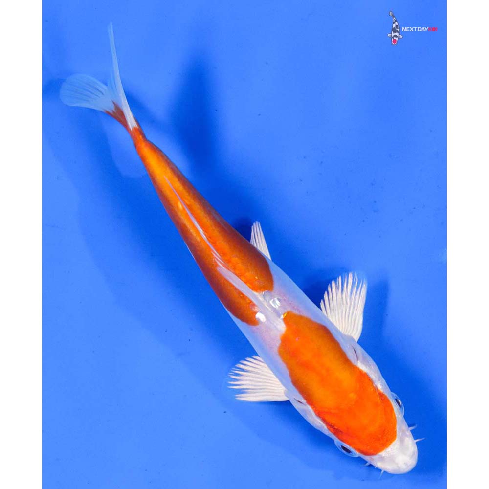 6.5” Imported Kikusui