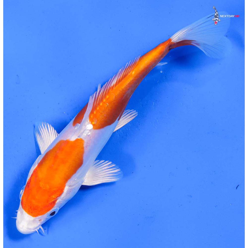 6.5” Imported Kikusui