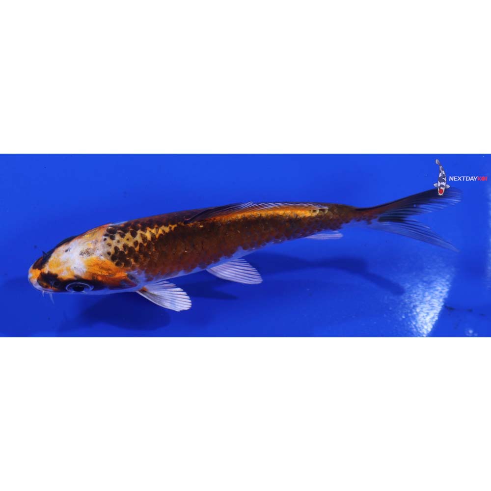 4” Imported Kujaku