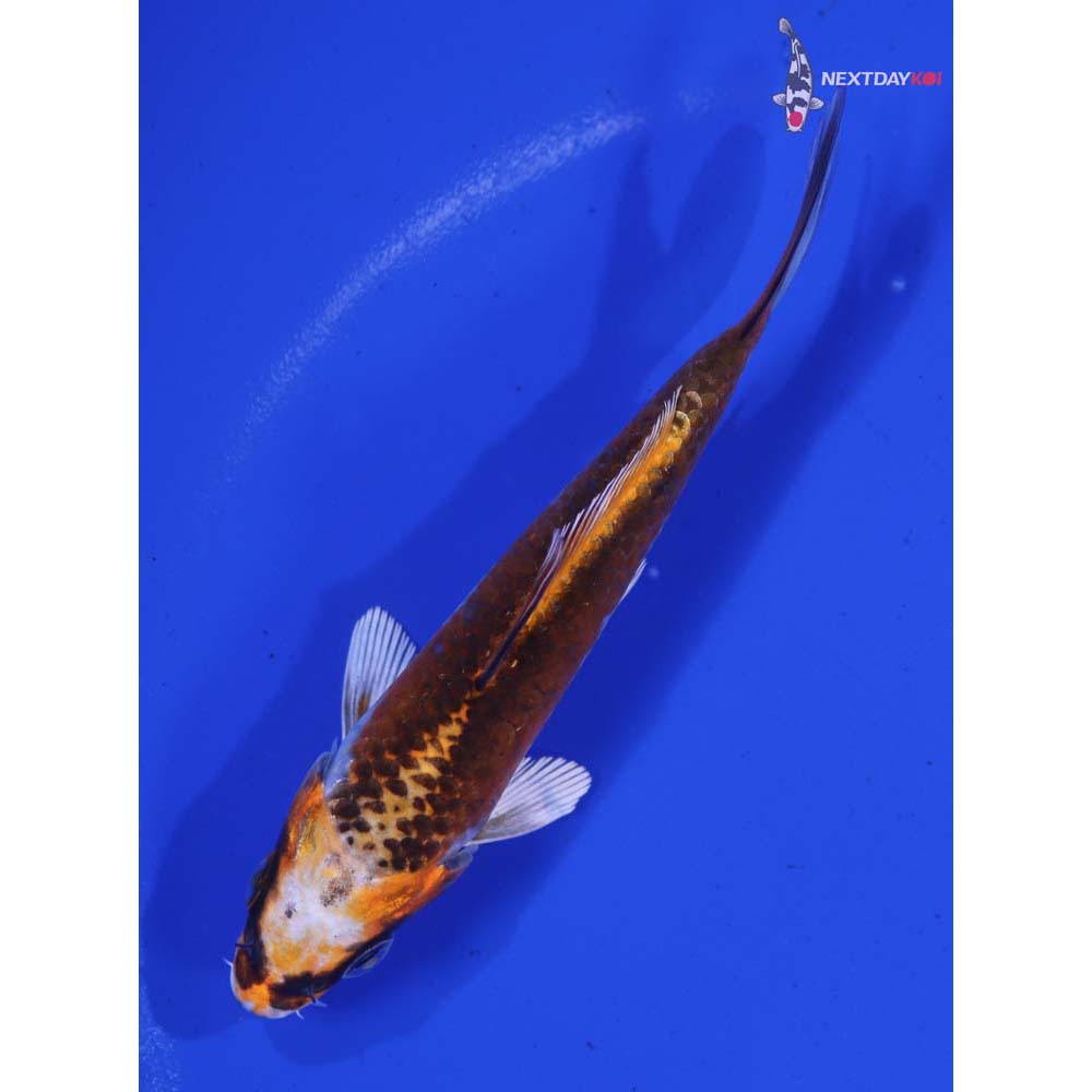 4” Imported Kujaku