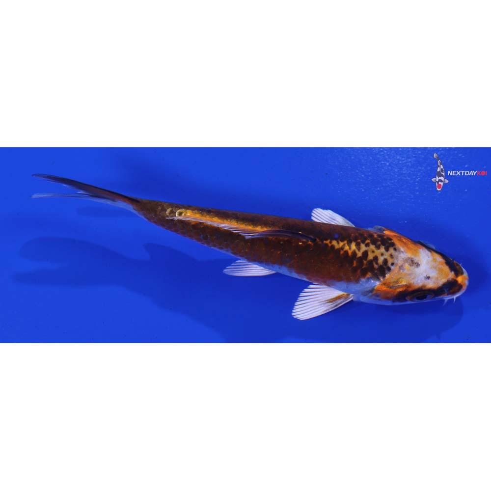 4” Imported Kujaku