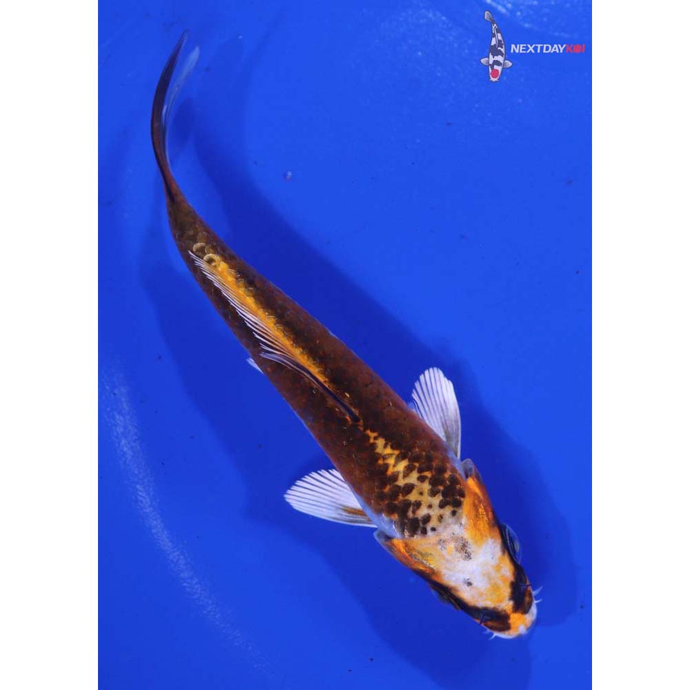 4” Imported Kujaku