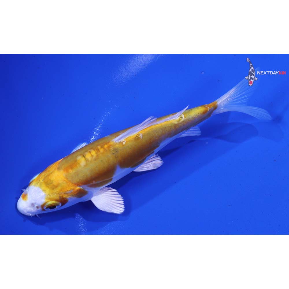 4.5” Imported Doitsu Lemon Hariwake