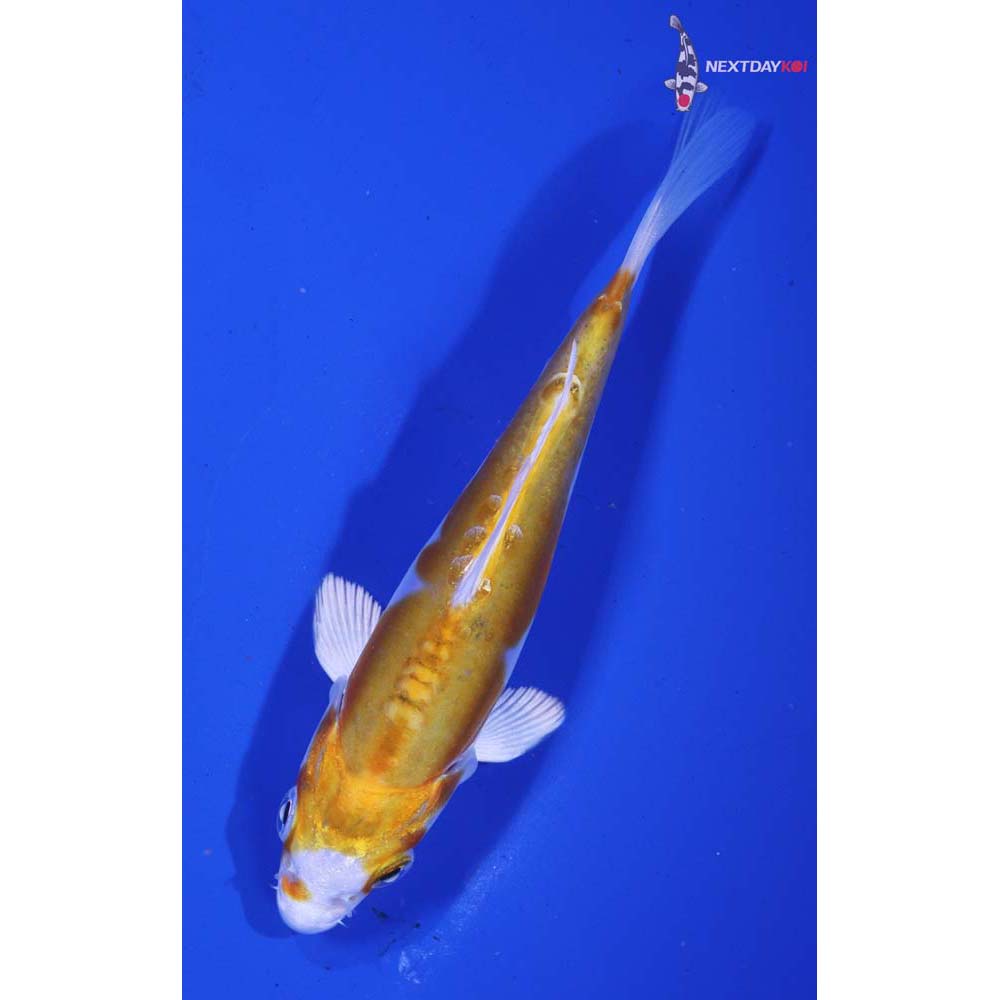 4.5” Imported Doitsu Lemon Hariwake
