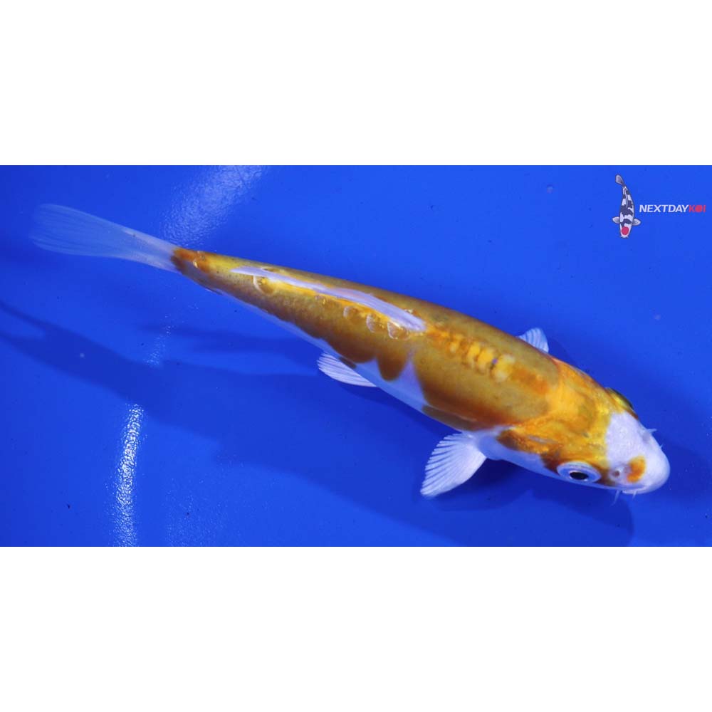 4.5” Imported Doitsu Lemon Hariwake