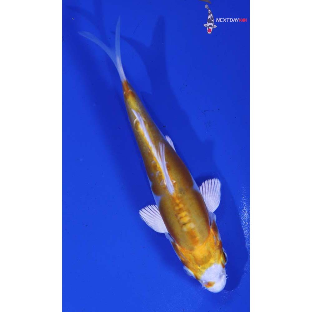 4.5” Imported Doitsu Lemon Hariwake