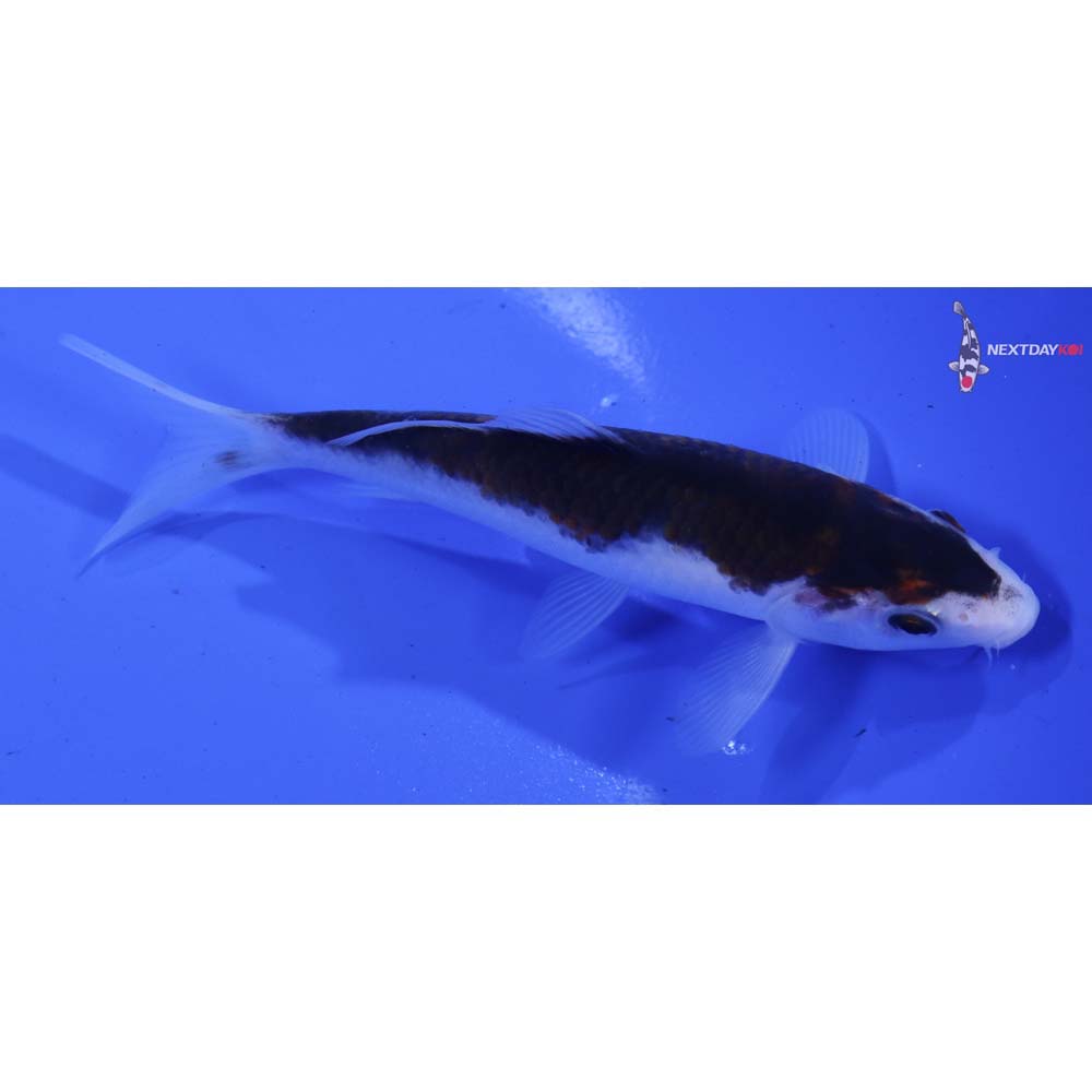 5” Imported Goromo