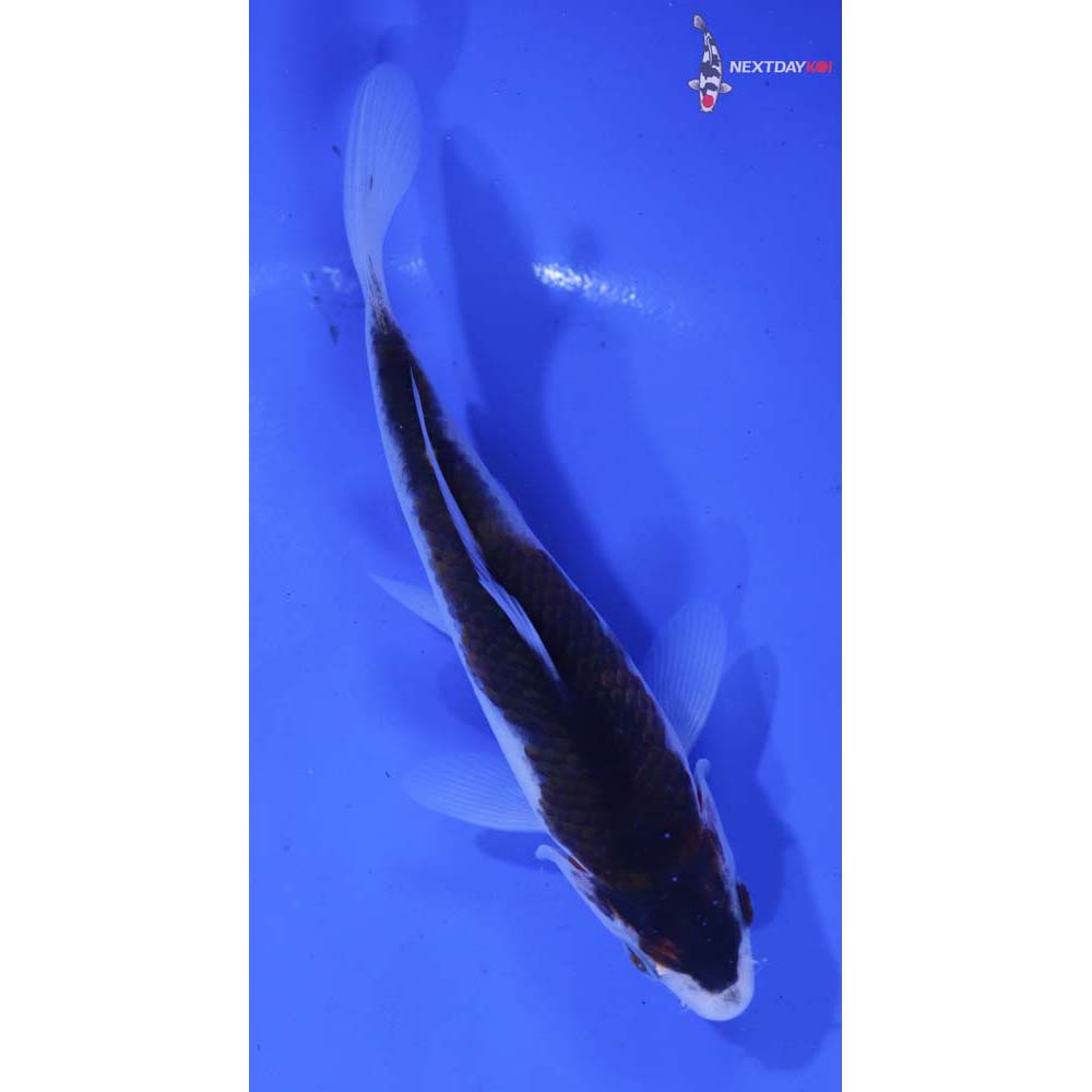 5” Imported Goromo