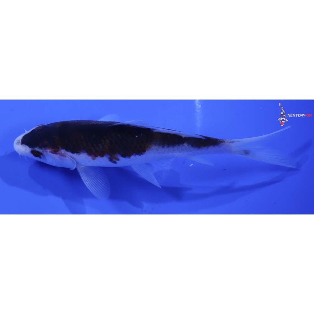 5” Imported Goromo