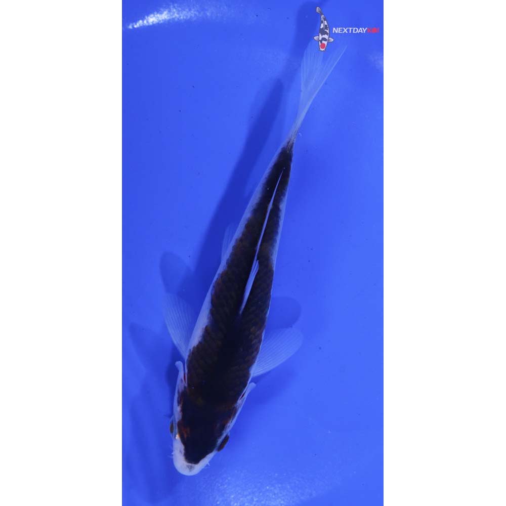 5” Imported Goromo