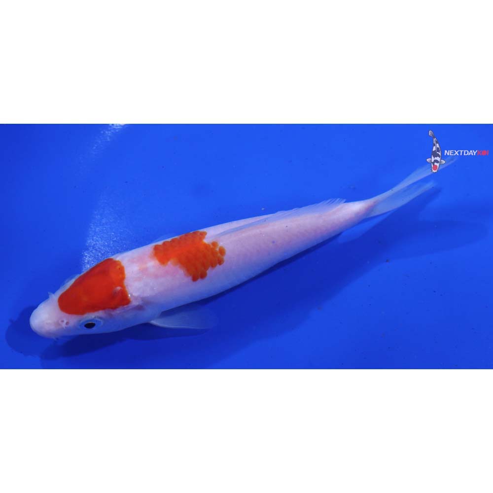 5” Imported Kohaku