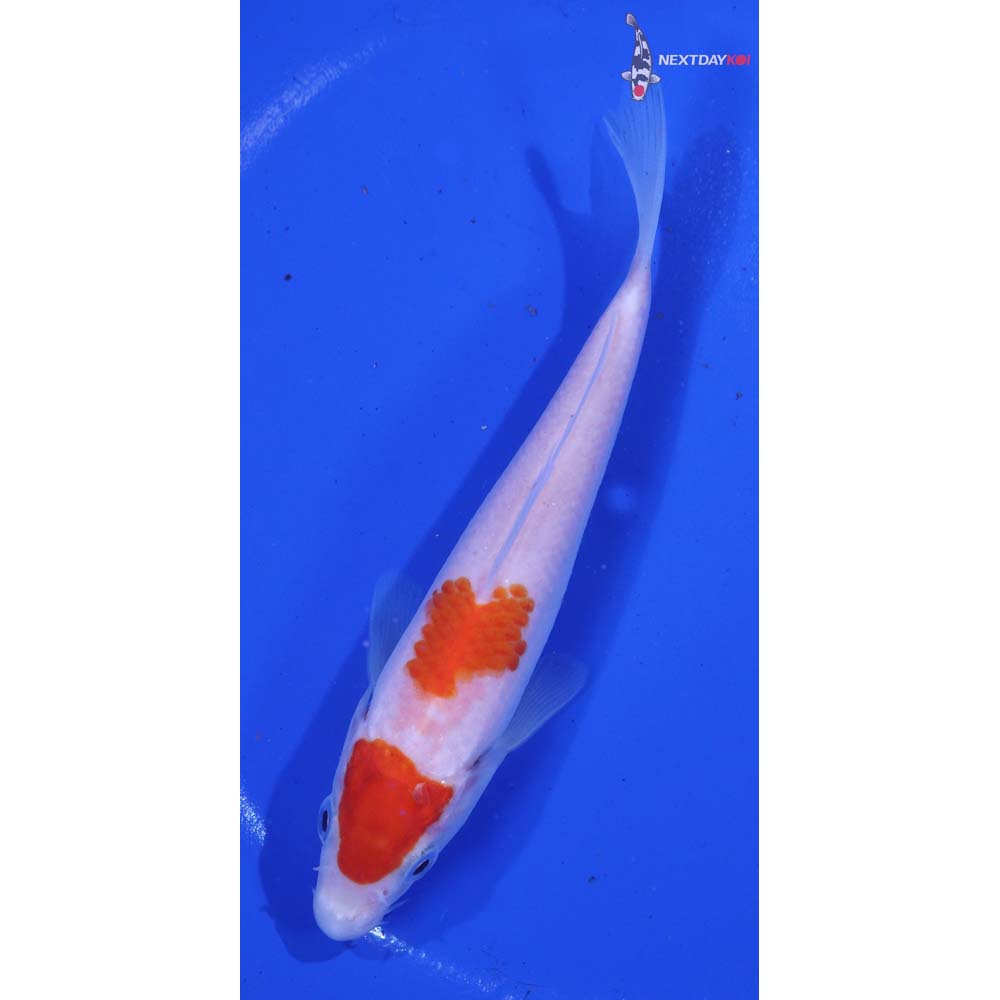 5” Imported Kohaku