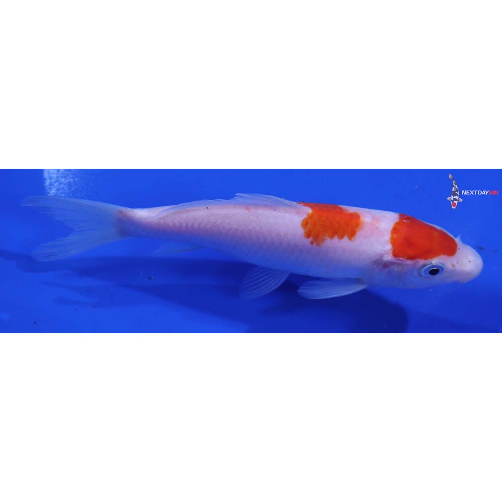 5” Imported Kohaku
