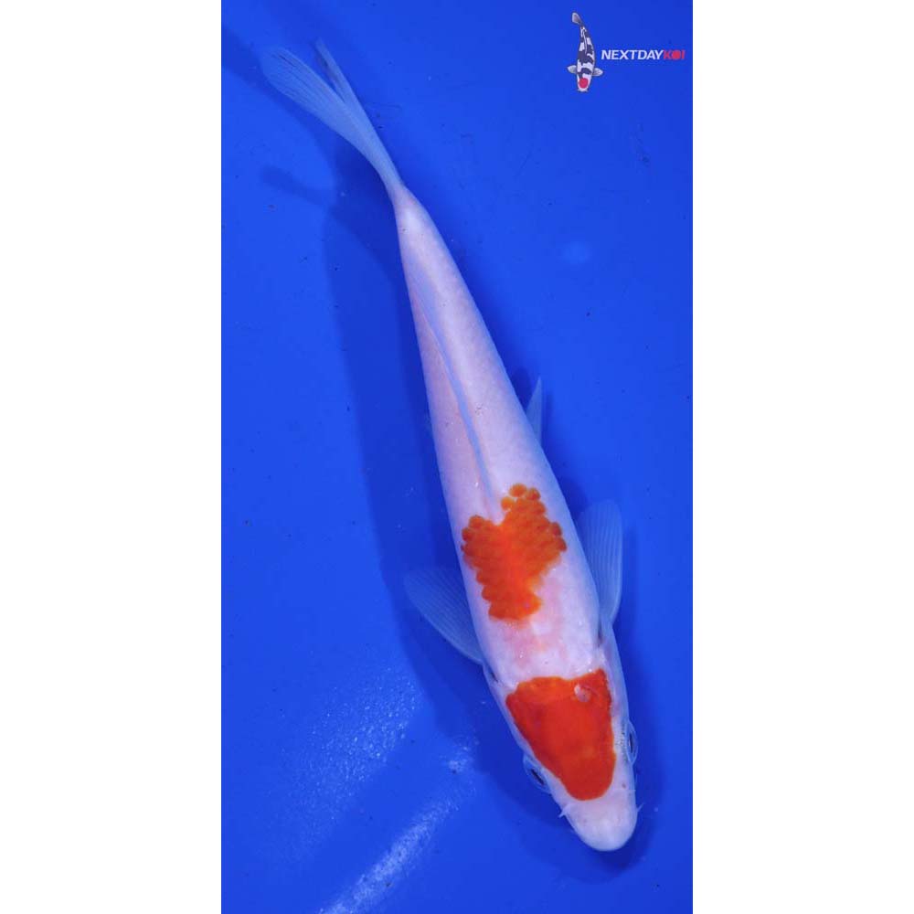 5” Imported Kohaku