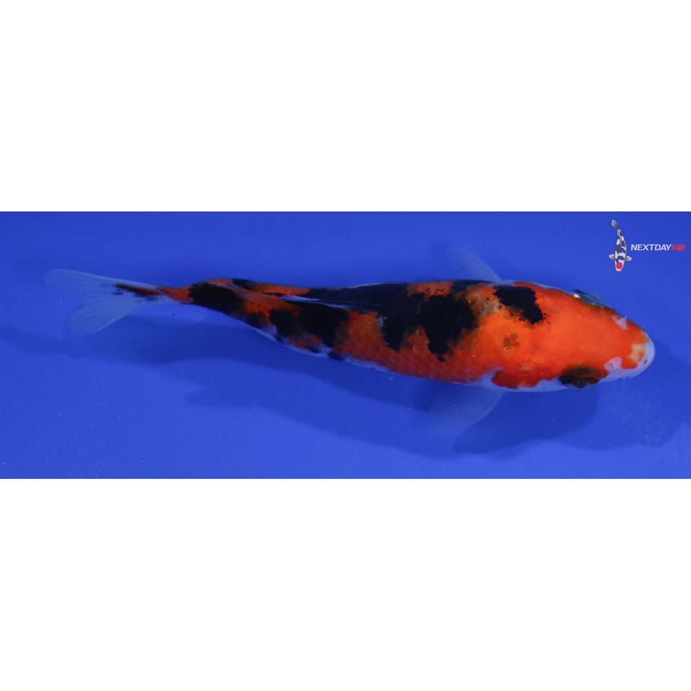 4” Imported Sanke