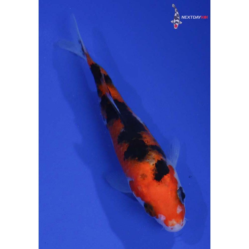 4” Imported Sanke