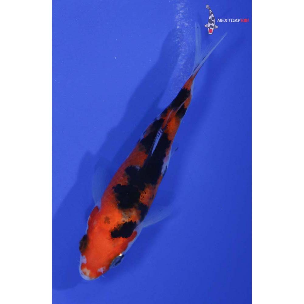 4” Imported Sanke