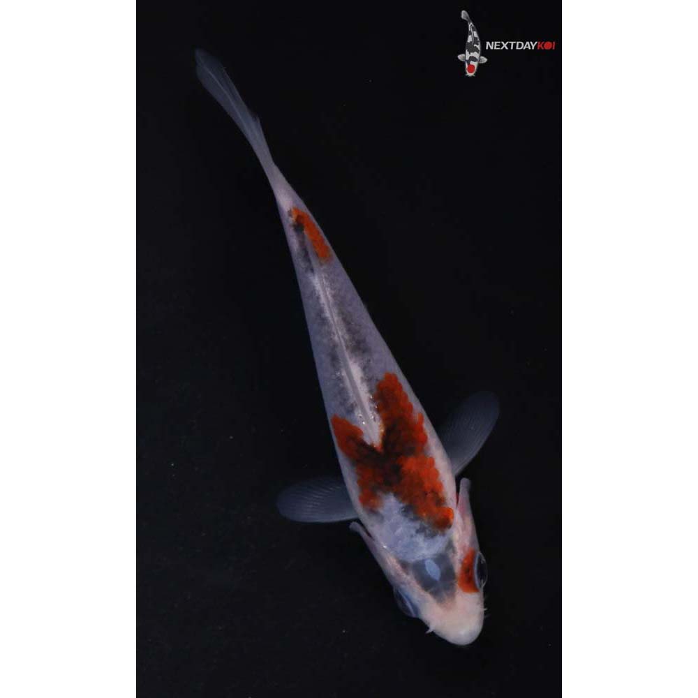 4” Imported Goromo