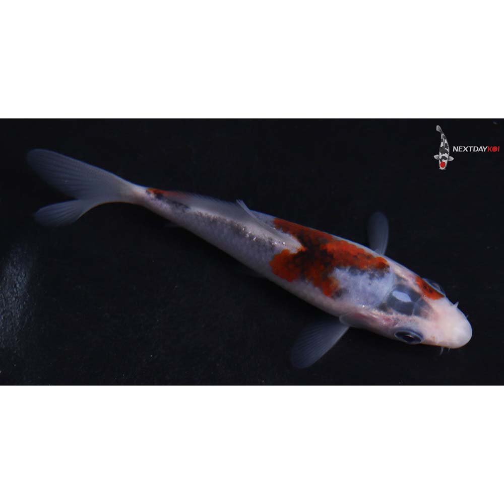 4” Imported Goromo