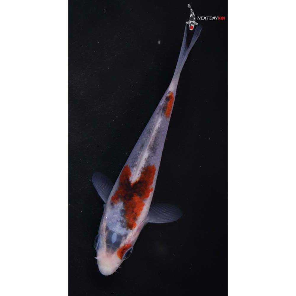 4” Imported Goromo