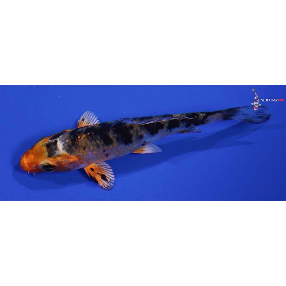 3.5” Imported Yamato Nishiki