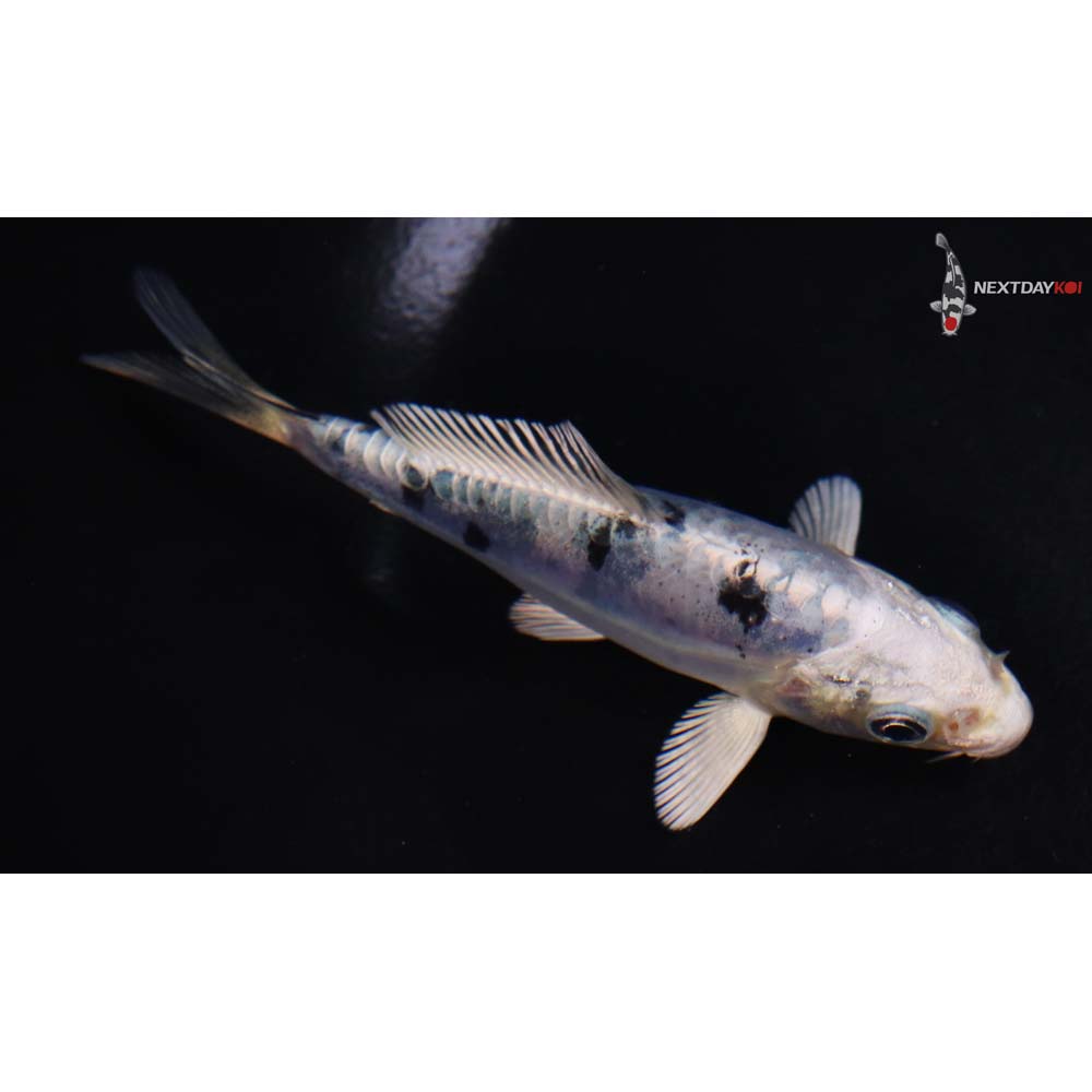 4.5” Imported Doitsu Gin Shiro Bekko