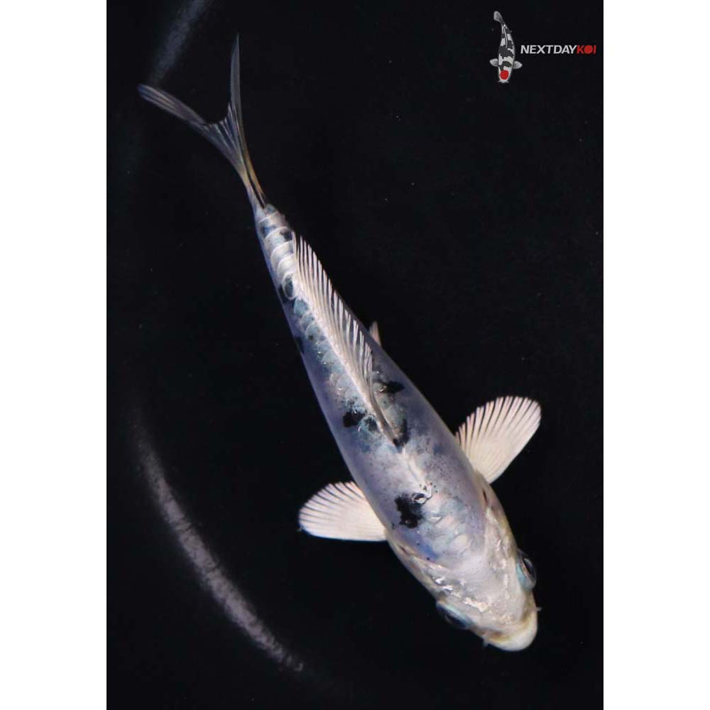 4.5” Imported Doitsu Gin Shiro Bekko