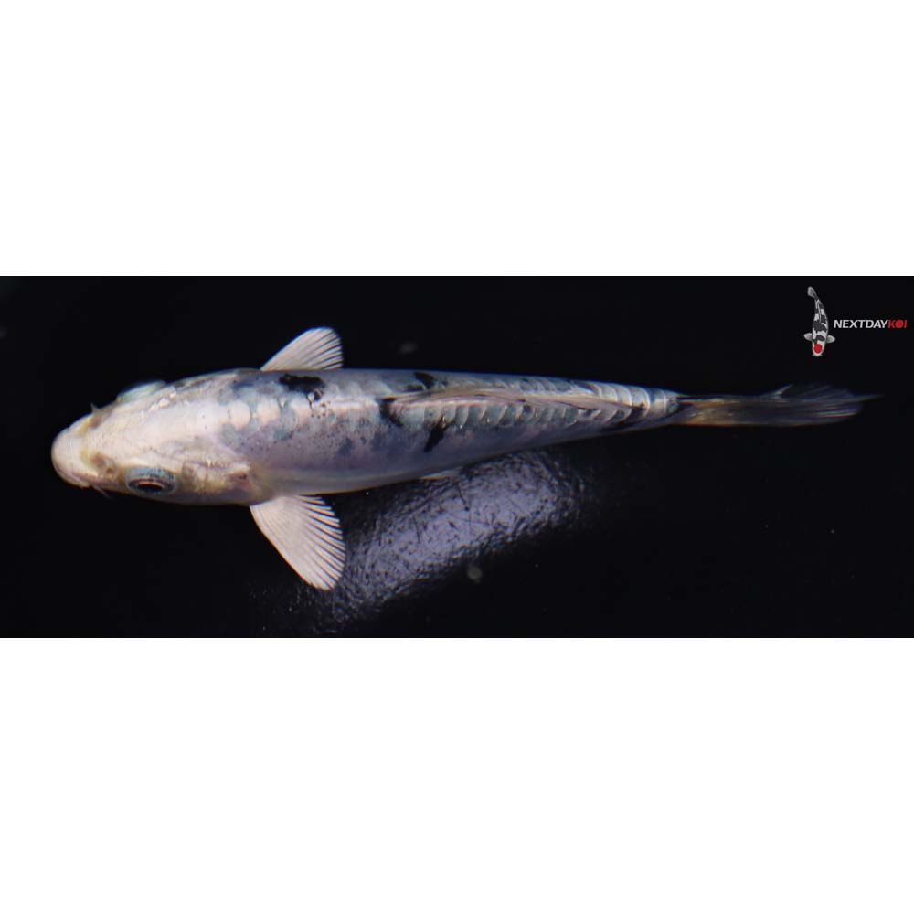 4.5” Imported Doitsu Gin Shiro Bekko