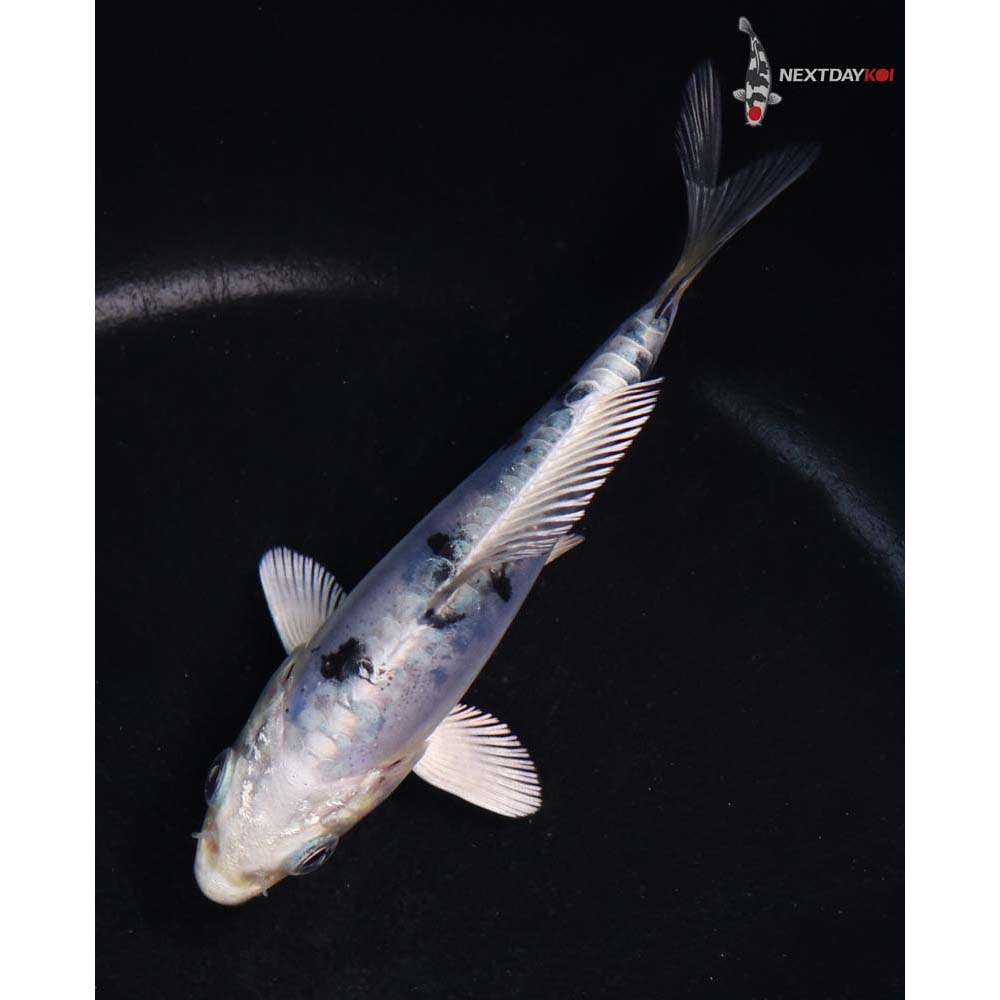 4.5” Imported Doitsu Gin Shiro Bekko