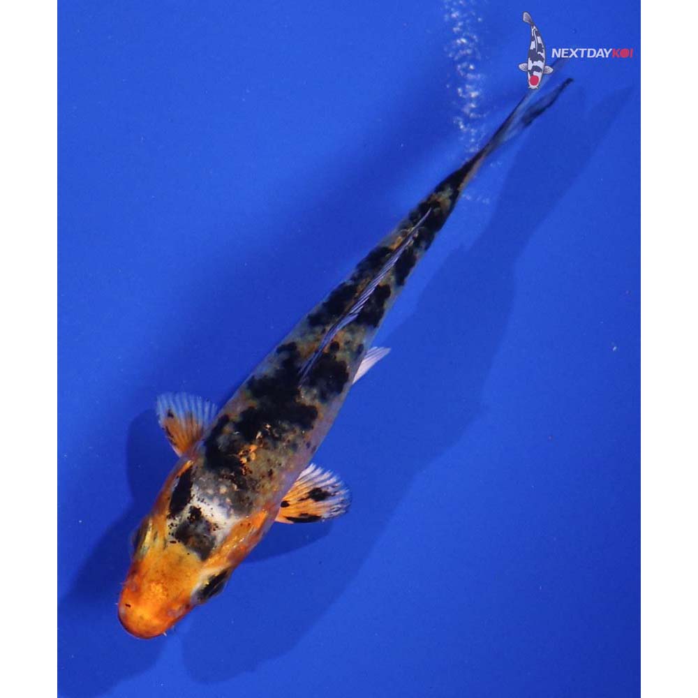 3.5” Imported Yamato Nishiki