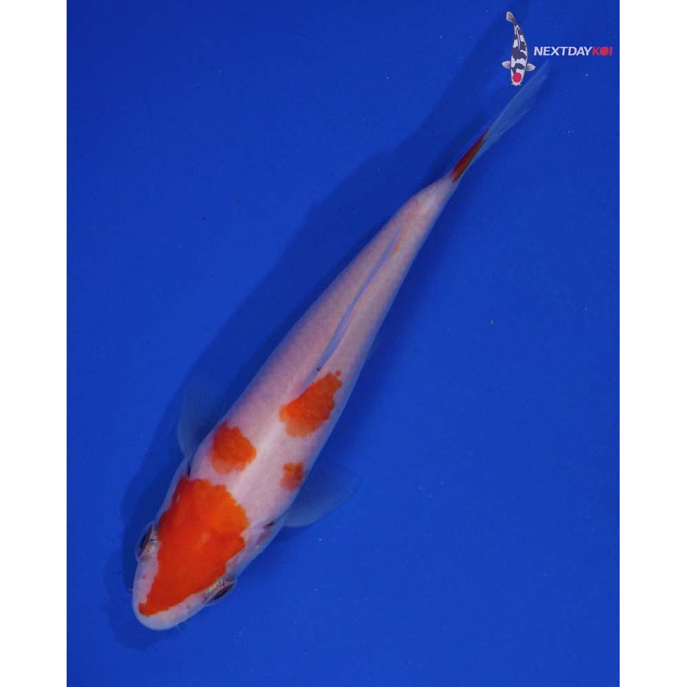 4.5” Imported Kohaku