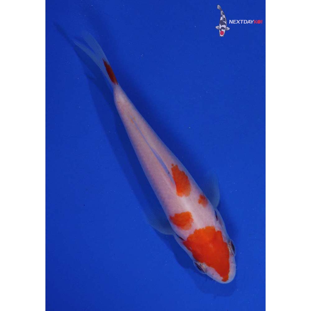 4.5” Imported Kohaku