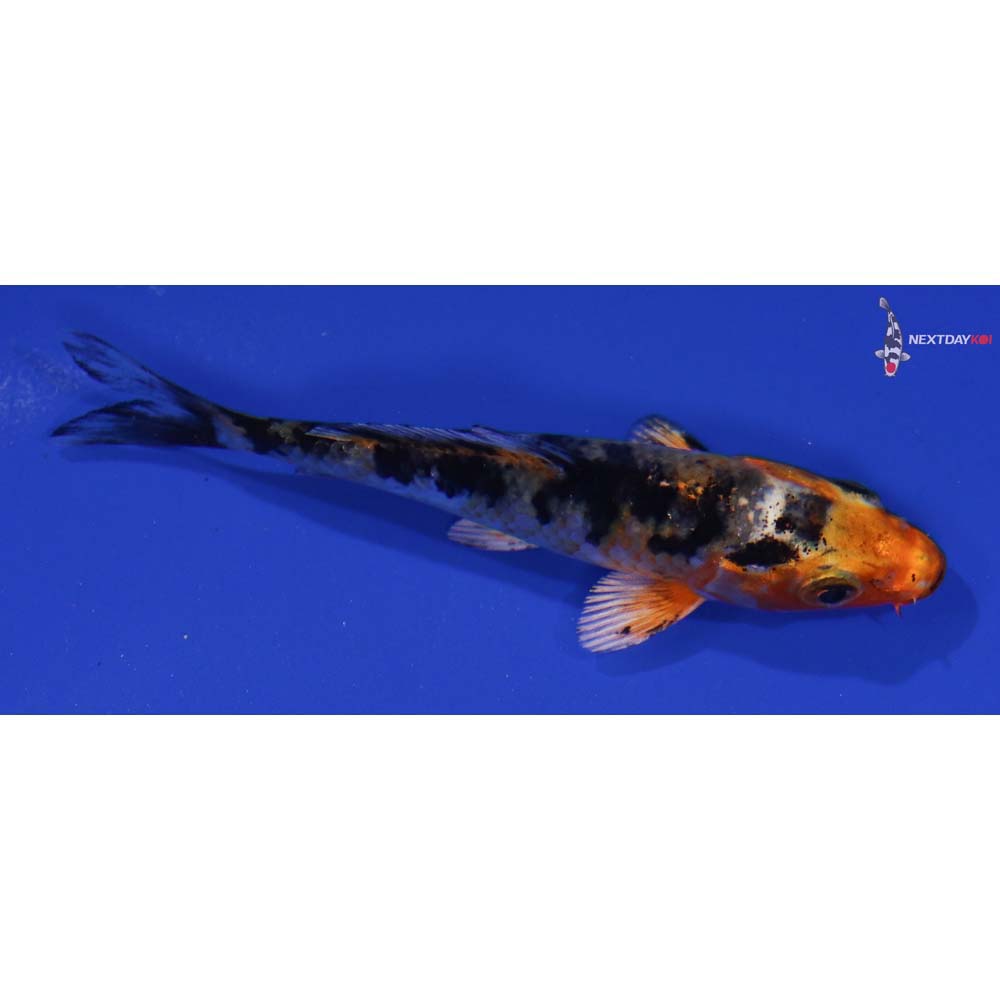 3.5” Imported Yamato Nishiki