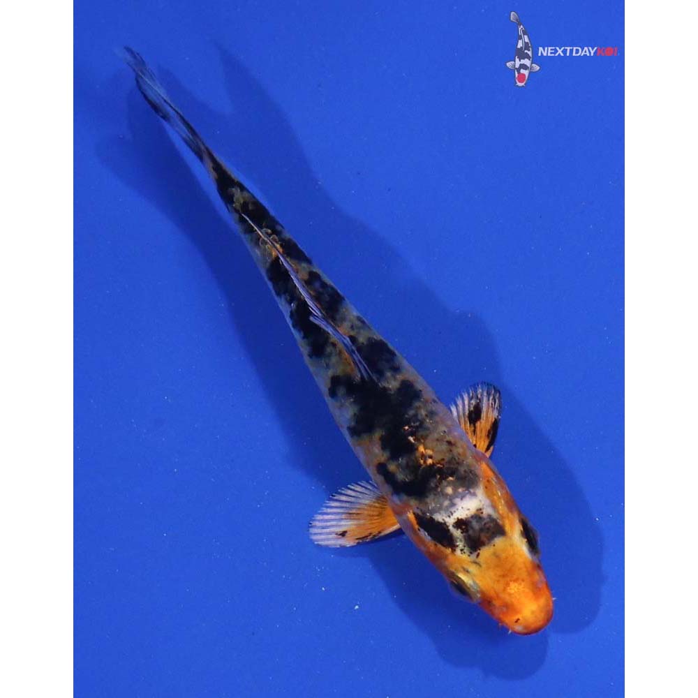 3.5” Imported Yamato Nishiki