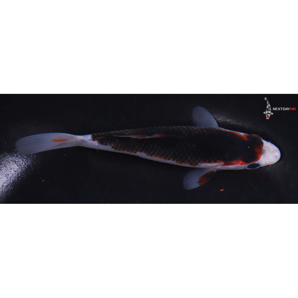 5” Imported Goromo