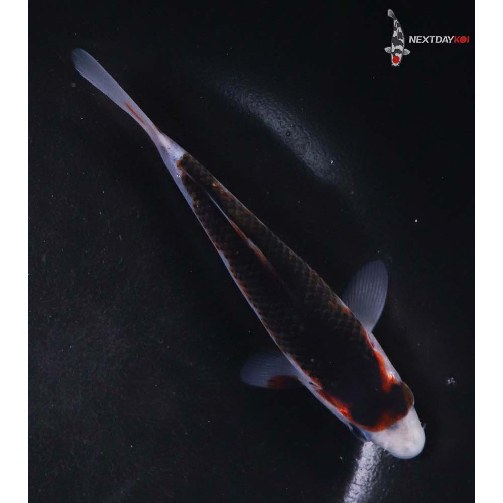 5” Imported Goromo