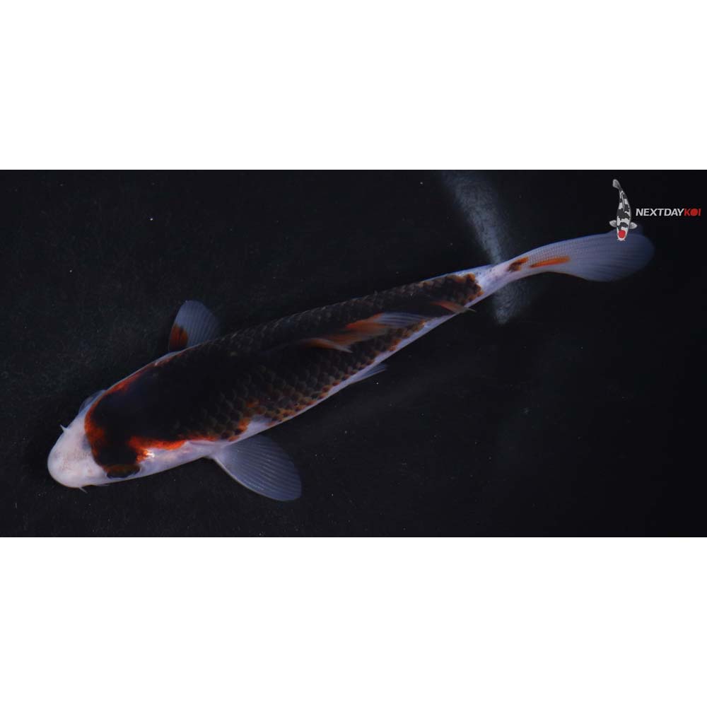 5” Imported Goromo