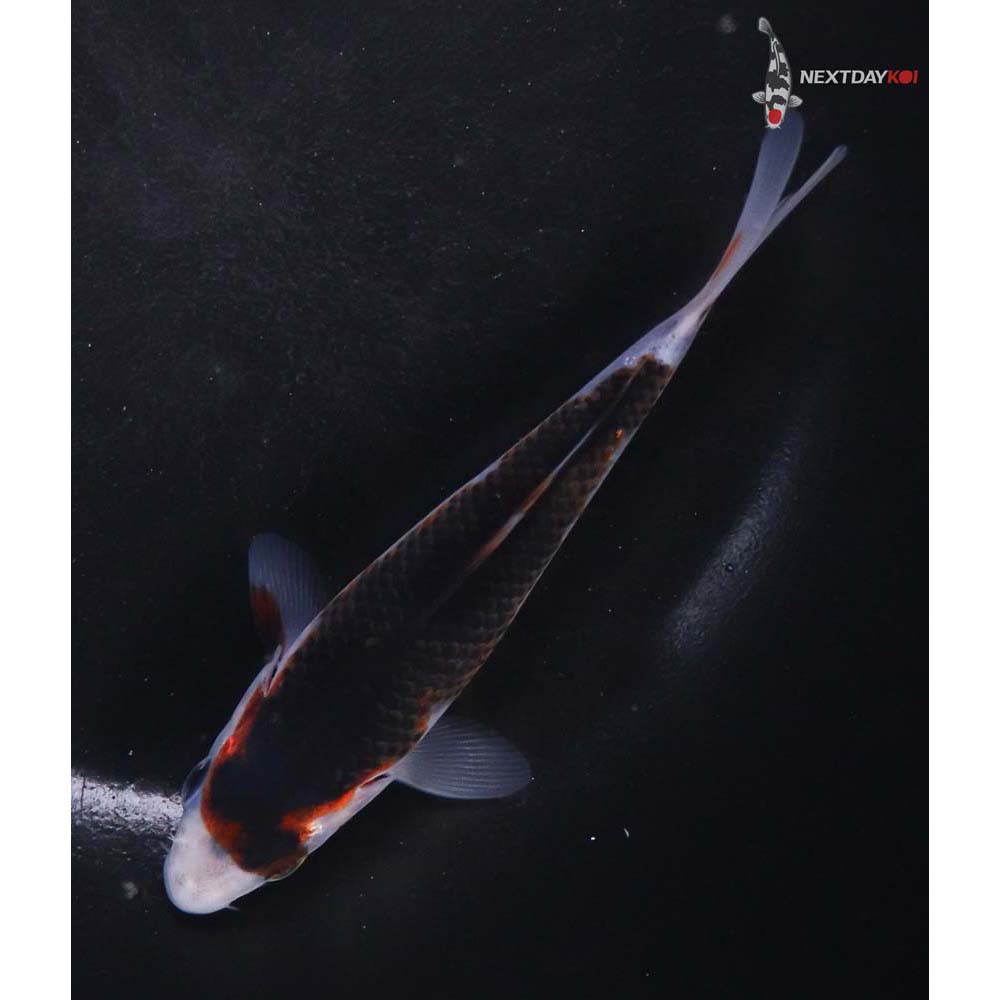 5” Imported Goromo