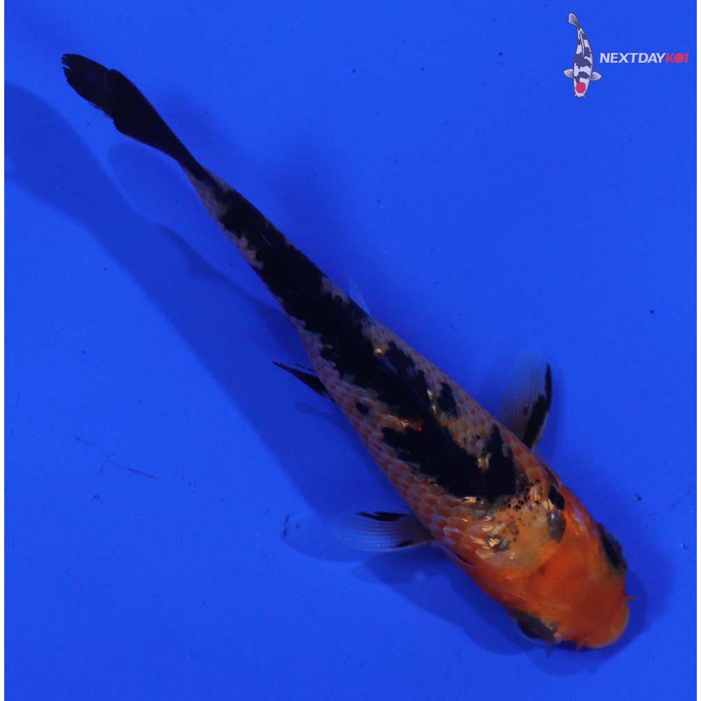 3” Imported Aka Bekko