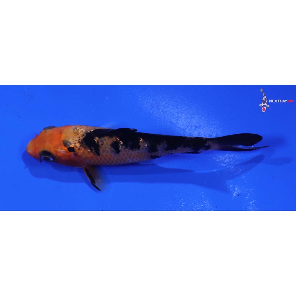 3” Imported Aka Bekko