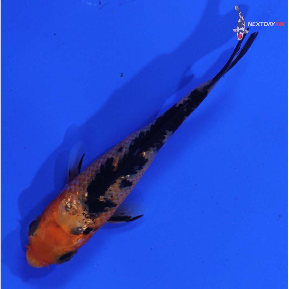 3” Imported Aka Bekko