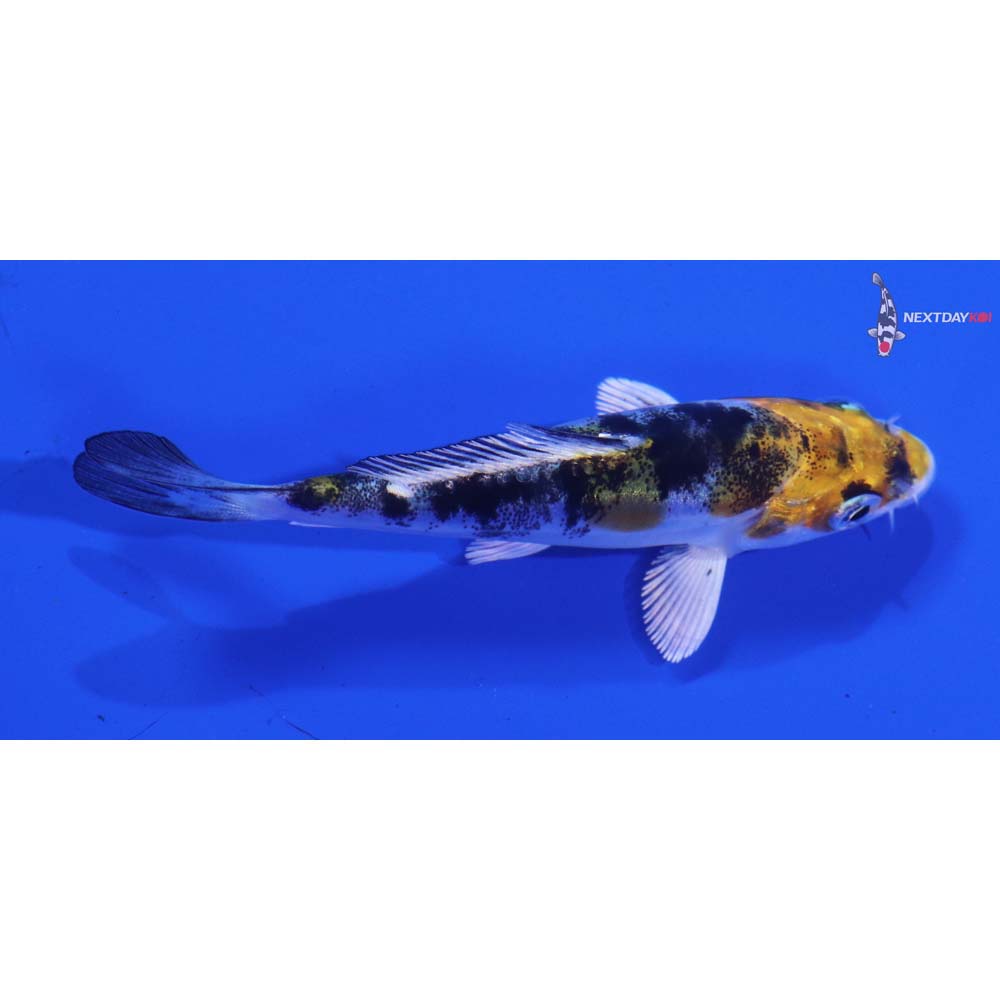 3.5” Imported Heisei Nishiki