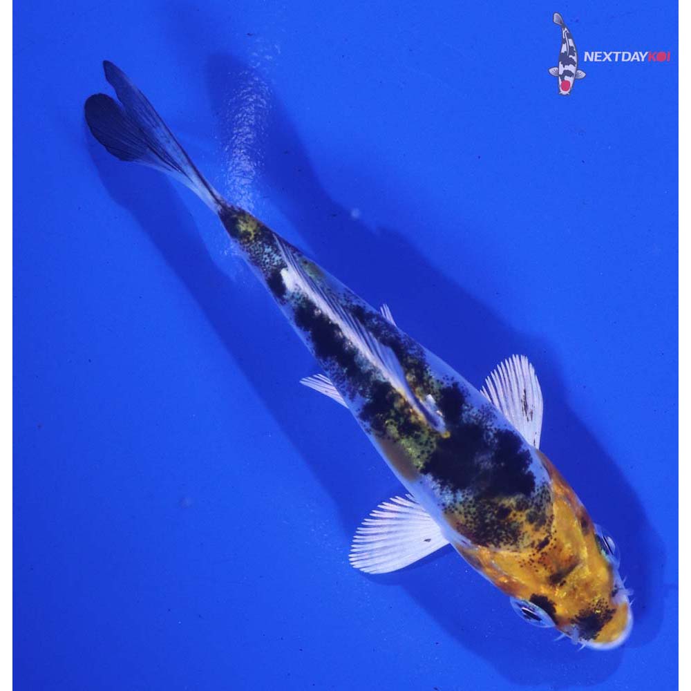 3.5” Imported Heisei Nishiki