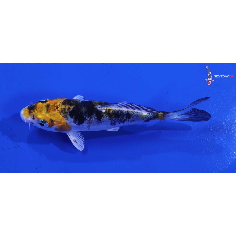 3.5” Imported Heisei Nishiki