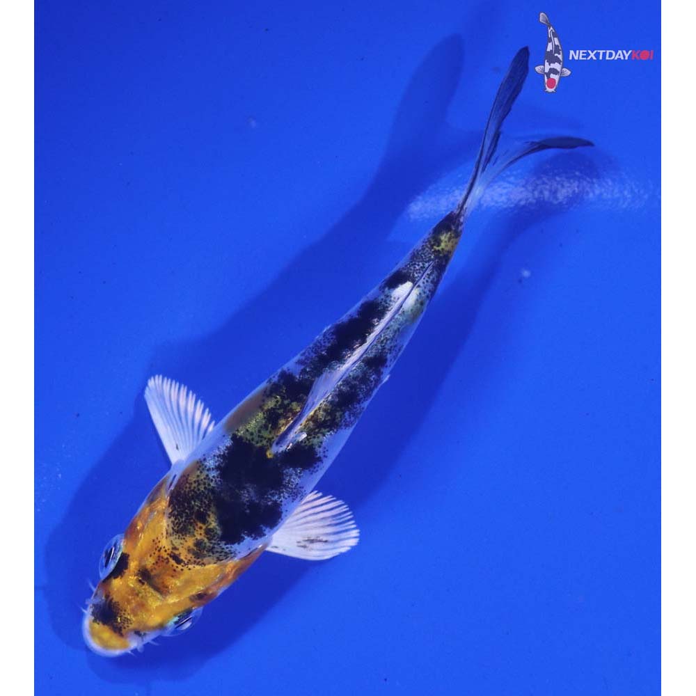 3.5” Imported Heisei Nishiki